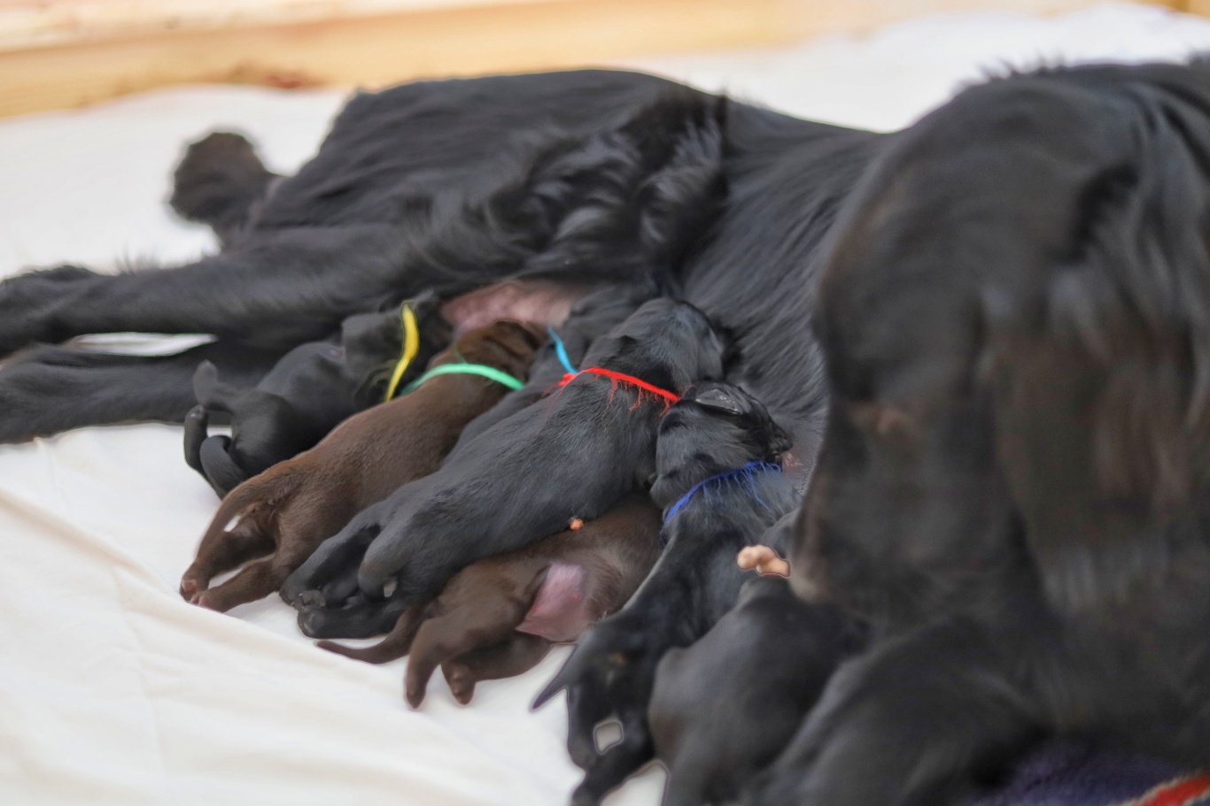 Flat Coated Retriever Welpen